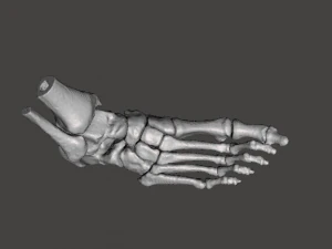 right foot - male 3D Model