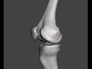 right foot - male 3D Model