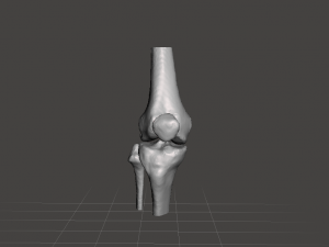 right knee joint - female 3D Model