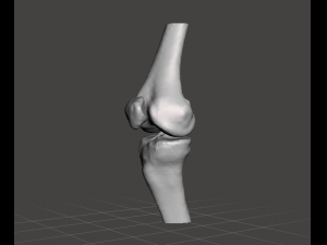 right knee joint - female 3D Model
