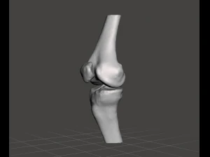 right knee joint - female 3D Model