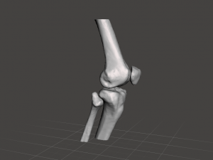 right knee joint - female 3D Model