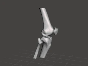 right knee joint - female 3D Model