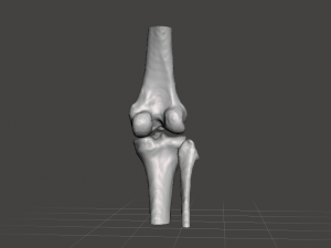 right knee joint - female 3D Model
