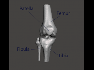 right knee joint - female 3D Model