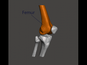 right knee joint - female 3D Model