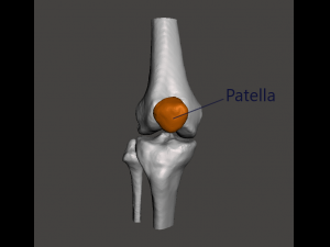 right knee joint - female 3D Model