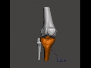right knee joint - female 3D Model