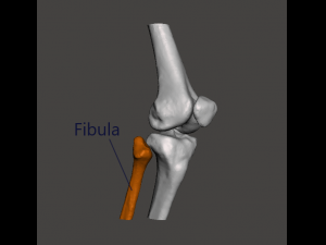 right knee joint - female 3D Model