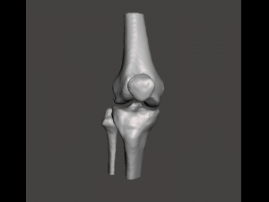 right knee joint - female 3D Model