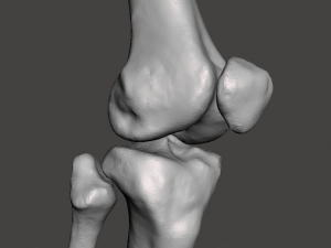 right knee joint - female 3D Model