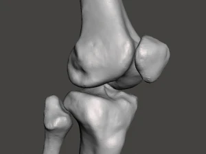 right knee joint - female 3D Model