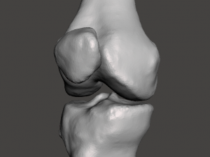 right knee joint - female 3D Model