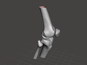 right knee joint - female 3D Model