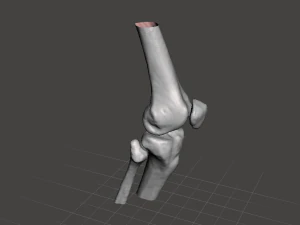 right knee joint - female 3D Model