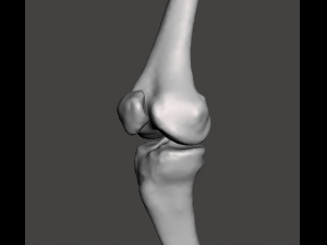 right knee joint - female 3D Model