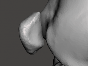 right knee joint - female 3D Model