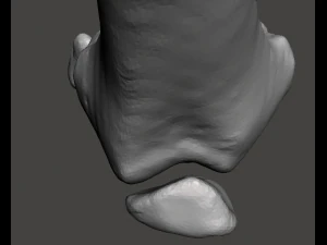 right knee joint - female 3D Model