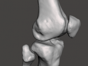 right knee joint - female 3D Model