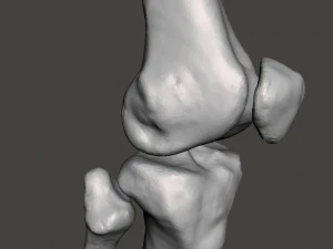 right knee joint - female 3D Model