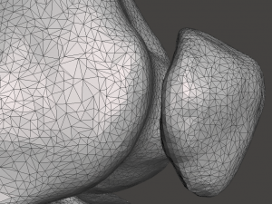 right knee joint - female 3D Model