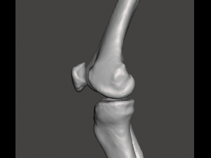 right knee joint - female 3D Model