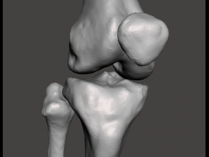 right knee joint - female 3D Model