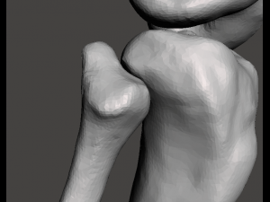 right knee joint - female 3D Model