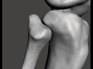right knee joint - female 3D Model
