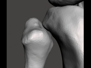 right knee joint - female 3D Model