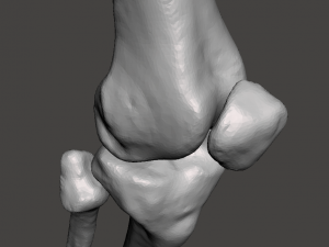 right knee joint - female 3D Model