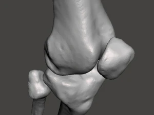 right knee joint - female 3D Model
