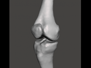 right knee joint - female 3D Model