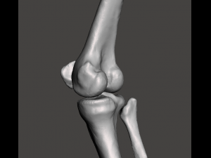 right knee joint - female 3D Model