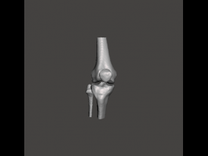 right knee joint - female 3D Model
