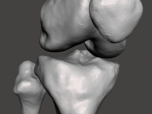 right knee joint - female 3D Model