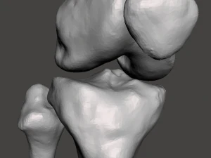 right knee joint - female 3D Model