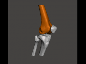 right knee joint - female 3D Model