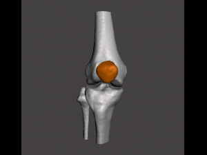 right knee joint - female 3D Model