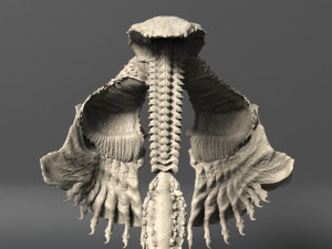 sea creature - highpoly 3Dモデル