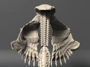 volume 1 sea creatures - highpoly 3D Model