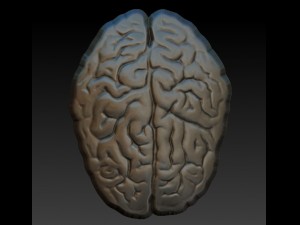 brain 3D Print Model