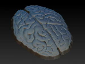 brain 3D Print Model