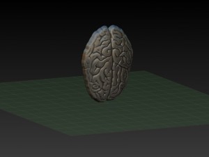 brain 3D Print Model