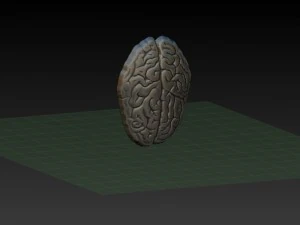 brain 3D Print Model