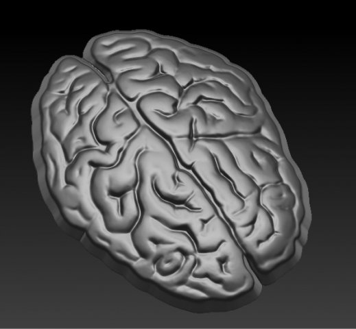 brain 3D Print Model .c4d .max .obj .3ds .fbx .stl .blend 