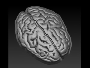 brain 3D Принт Модель