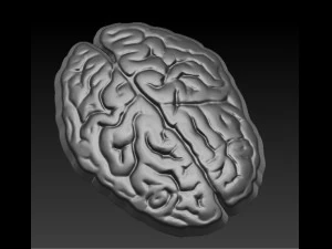 мозг 3D Принт Модель