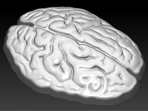 brain 3D Print Model