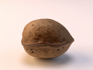walnut 3D Model
